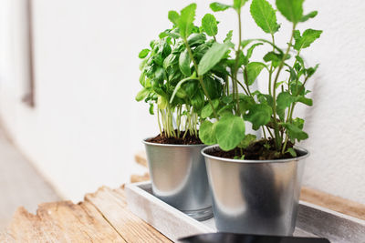 Close-up of potted plant on table