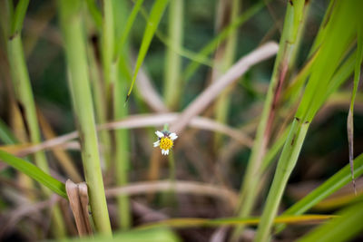 Close-up of flowering plants on land