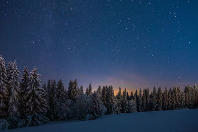 Snow covered pine trees against sky