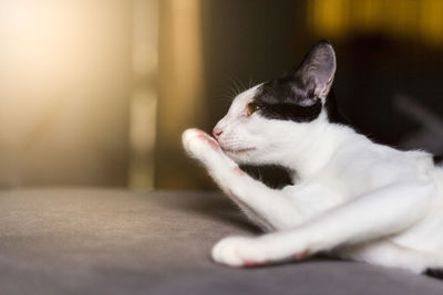 Close-up of cat lying on floor at home