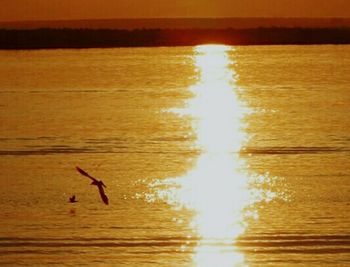 Silhouette of bird flying over sea