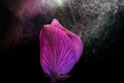 Close-up of pink rose flower