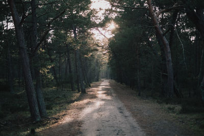 Dirt road amidst trees in forest
