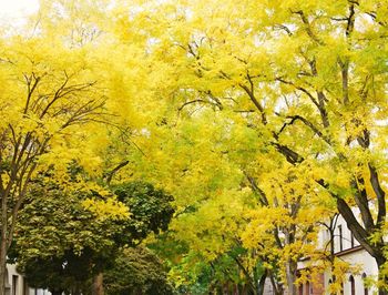 Low angle view of yellow tree during autumn