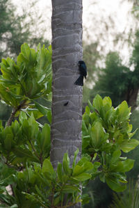 Close-up of lizard on tree trunk