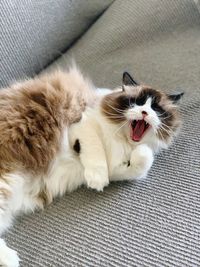 High angle view of cat resting on sofa