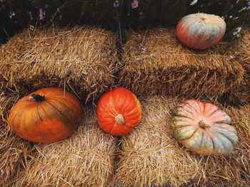 High angle view of pumpkins lie in the hay