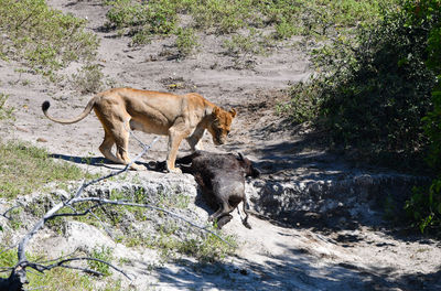 View of an animal on rock