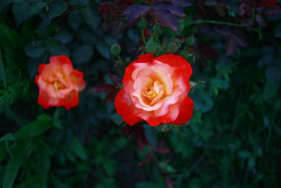 Close-up of red rose blooming outdoors