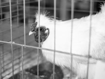 Close-up of bird in cage