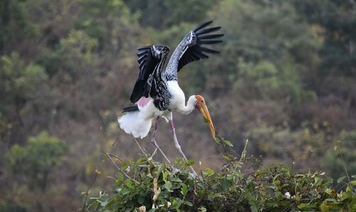 bird