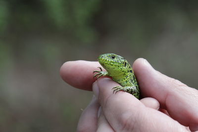 Photo of a small green lizard in male hands.