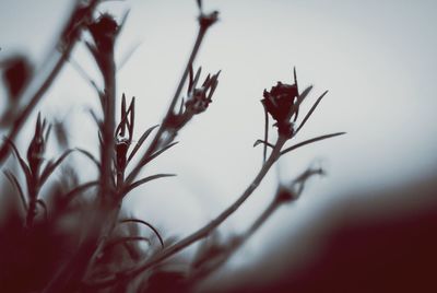 Close-up of plant against sky