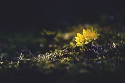 Close-up of yellow flower blooming on field