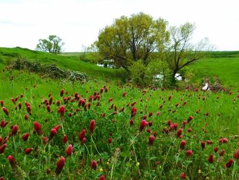 Flowers growing in field