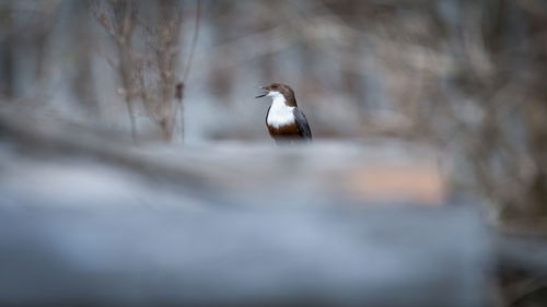 View of bird on rock