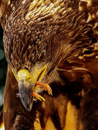 Close-up of a bird