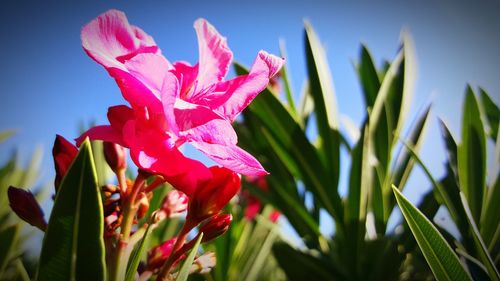 Close-up of red flower