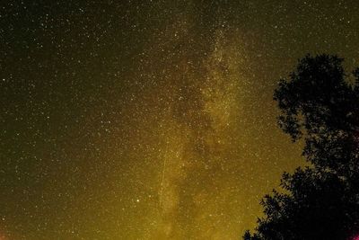 Low angle view of silhouette trees against star field
