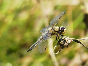 Close-up of dragonfly on plant