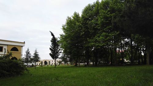 Trees on grassy field