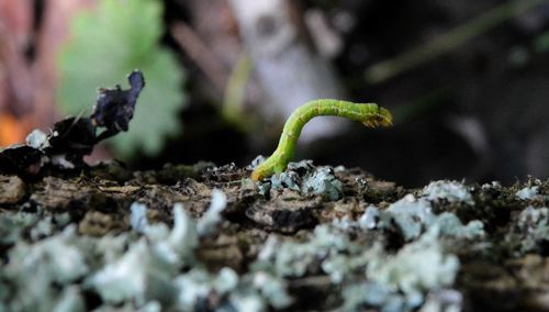 Close-up of lizard on plant