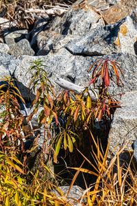 Close-up of insect on rock