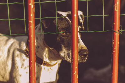 Close-up of a dog