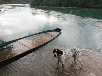 High angle view of dog on lake