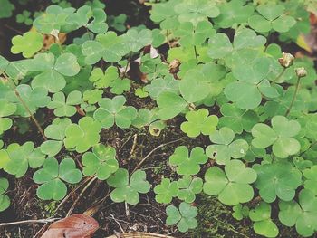 High angle view of leaves on plant at field