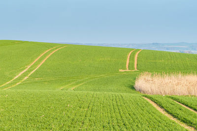 Scenic view of agricultural field against sky