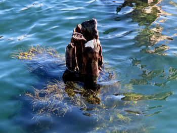 High angle view of duck swimming in lake
