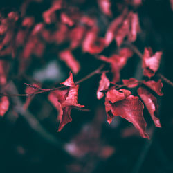 Close-up of red autumn leaves
