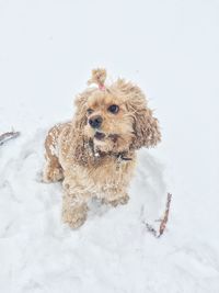 Dog in snow