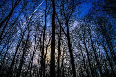 Low angle view of bare trees in forest