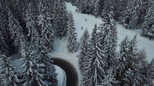 Snow covered trees during winter