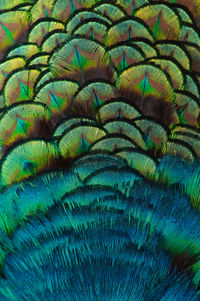 Full frame shot of peacock feathers