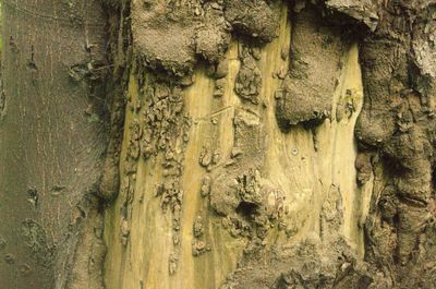 Close-up of tree trunk