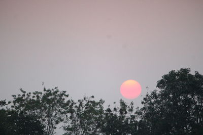 Low angle view of trees against sky