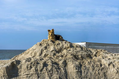 The dog is resting on a sand pile. a large dog with a chip on its ear.