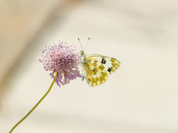 Close-up of butterfly on flowers