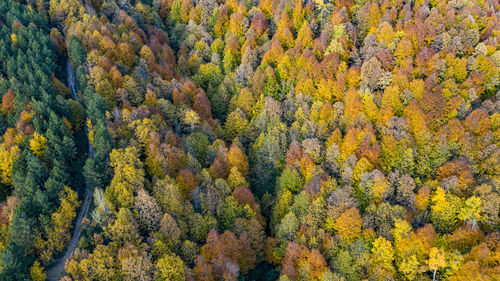 High angle view of trees in forest during autumn