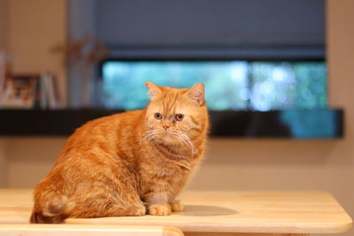 Portrait of cat on table at home