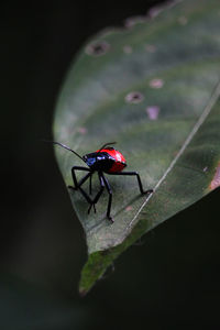 Close-up of insect on leaf