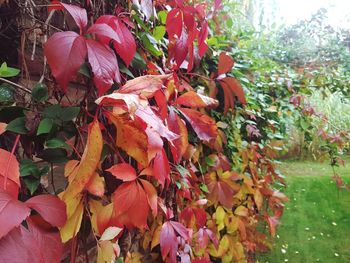 Close-up of maple leaves in park
