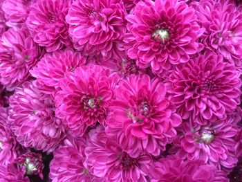 Full frame shot of pink flowers