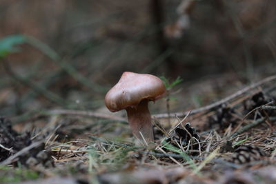 Close-up of mushroom growing in forest