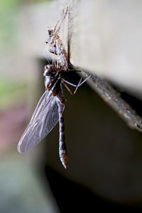 Close-up of insect on flower