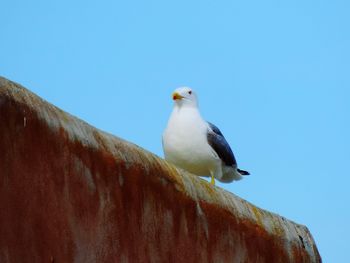 Low angle view of seagull perching on wall