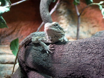 Close-up of lizard